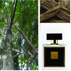 Perfume